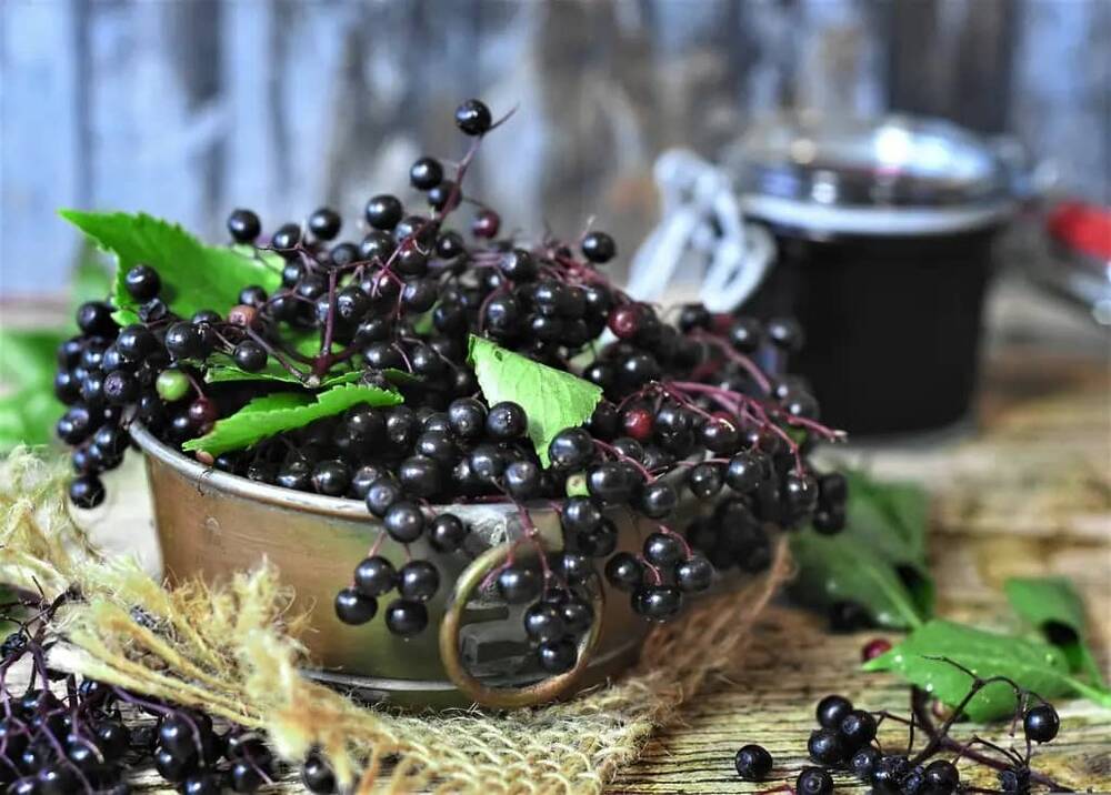 Schwarze Holunderbeeren als Zutat für verschiedene Holler-Rezepte.
