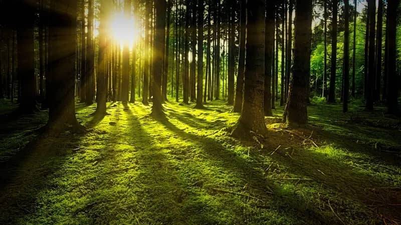 A moss-covered clearing in a forest, the sun shining through the trees onto the clearing - an example of the Marterlweg in Waldeck as a popular hiking trail.