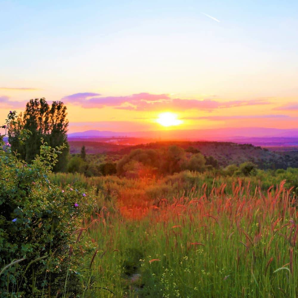 Wunderschöner gelb-violetter Sonnenuntergang über den sanften Wiesen und Hügeln der Oberpfalz – ein malerischer Ausblick, der Lust macht auf einen Besuch des Essbaren Wildpflanzenparks (EWILPA).