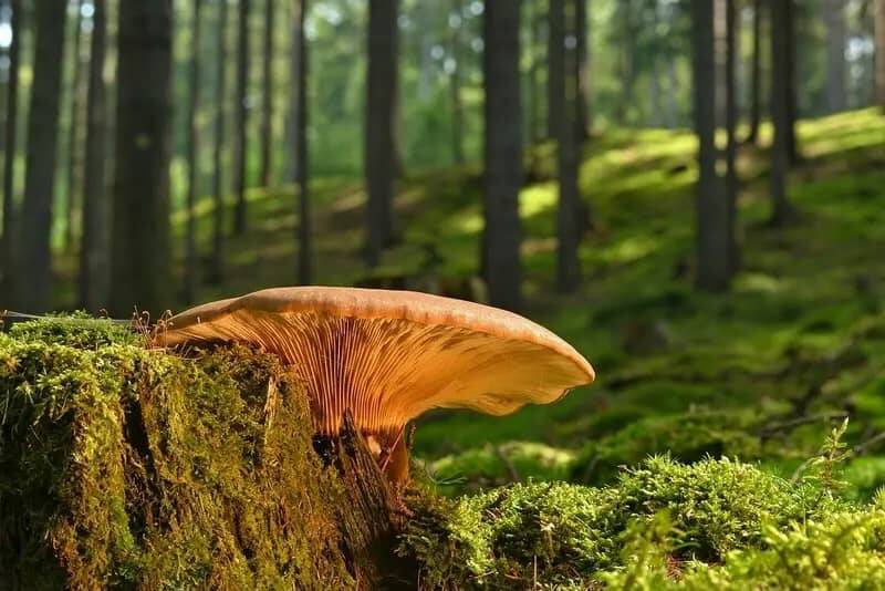 A beautiful brown, sun-covered mushroom on a moss-covered forest floor symbolising the EWILPA in the Upper Palatinate.