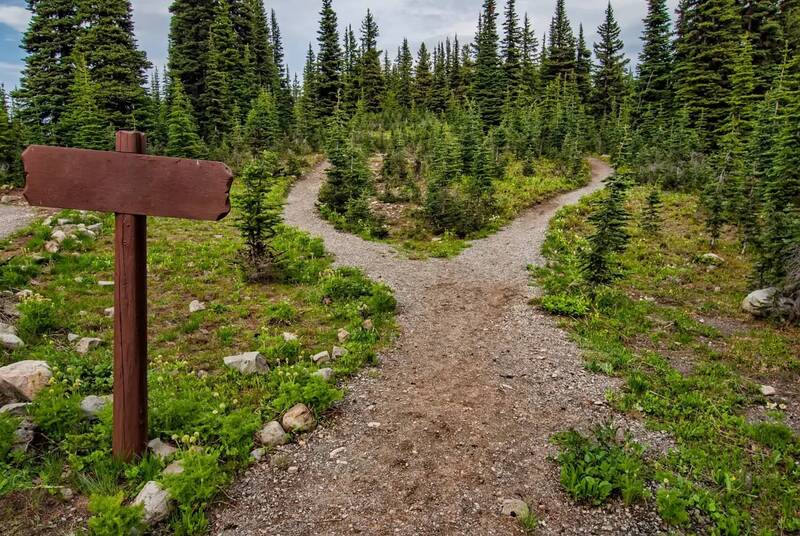 A gravel hiking trail in a sparse forest that forks around a plant-covered island - an example of a hiking holiday in Bavaria.