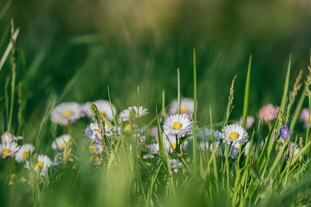 Eine Nahaufnahme von Gänseblümchen im hohen Gras als Beispiel für regionale Wildkräuter im EWILPA