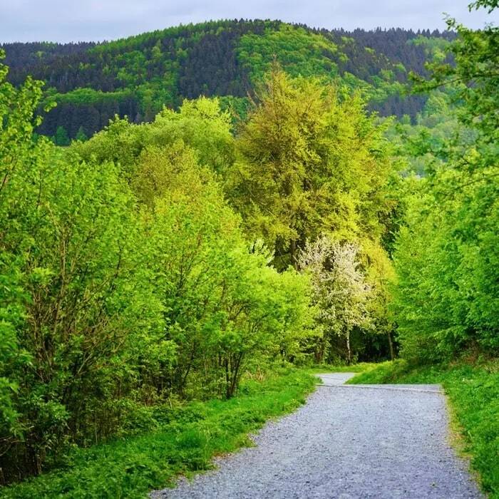 A forest path through a bright green forest as an example image for a hiking holiday in the Upper Palatinate.